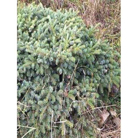 Épicéa 'Machala' Pot de 4L/5L