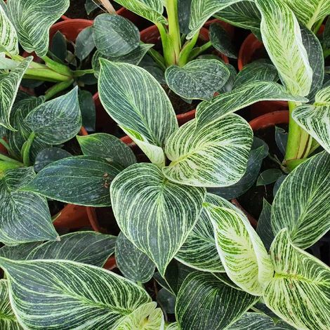 1 PIANTA DI PHILODENDRON BIRKIN VASO 17CM