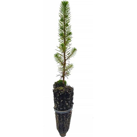 Pinus pinea - pino domestico - alveolo forestale (1/2)