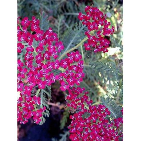Achillée millefeuille 'Sammetriese' Godet de 8/9 cm
