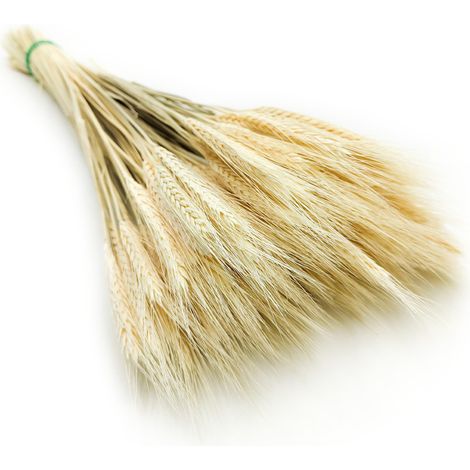 Getrockneter Triticale - gebleicht (1/5)