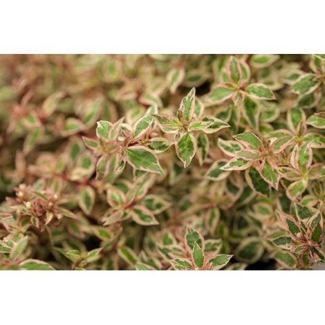 Abelie 'Francis Mason' Abelia grandiflora 'Francis Mason' C 3 30- 40