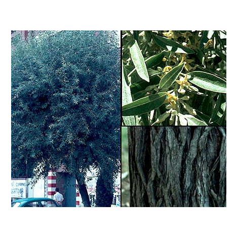 Planta de Elaeagnus Angustifolia - arbol del Paraiso. Altura 30 - 40 Cm
