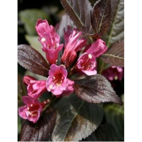 Weigela florida 'Minor Black' Godet de 8/9 cm