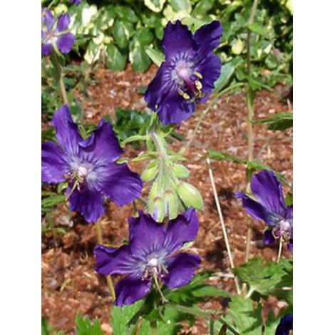 Géranium vivace livide 'Lily Lovell' Godet de 8/9 cm