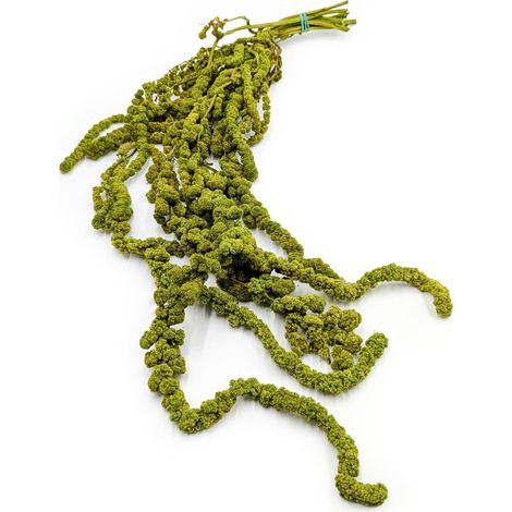 Stabilisierte kugelförmige Amaranthblüten – Amaranth – Hellgrün