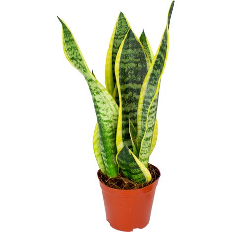 Bloomique - Sansevieria Superba - Langue de belle-mère - Plantes d’intérieur - Dépolluante - Très facile à entretenir - Hauteur 20-30 cm - Pot 12 cm (1/2)