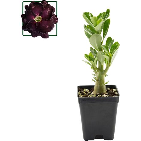 Adenium obesum - rosa del deserto - vaso quadro 7x7x8 cm