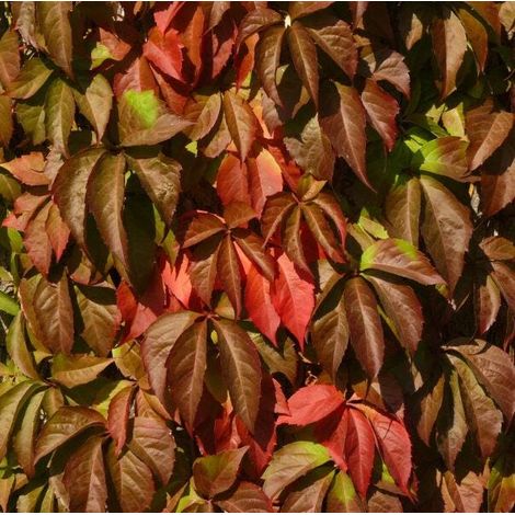 3 cuttings - canadian vine (Parthenocissus quinquefolia)