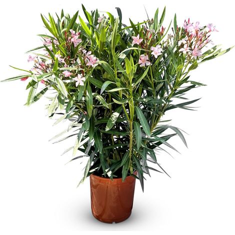 Laurier-rose – Nerium oleander – Couleur rose – Hauteur 100–120 (1/5)