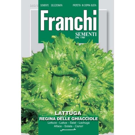 SEMI LATTUGA REGINA GHIACCIOLE 86/8 (1/2)