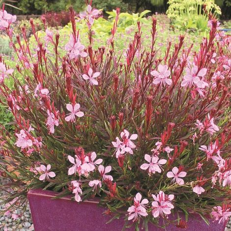 Gaura Passionate Blush/Pot de 3L - 40/60 cm