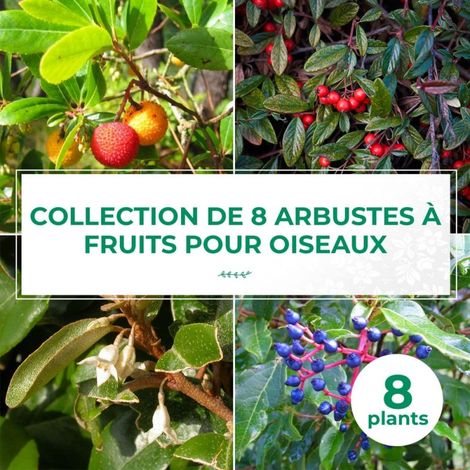 Pépinières Naudet – Collection 8 arbustes à fruits pour oiseaux – Hauteur à maturité 1,5m – Exposition ensoleillée – Mélange de couleurs de floraison (1/2)