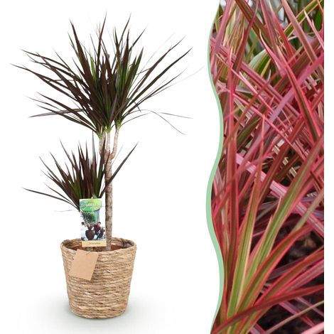 Dracaena Magenta - Plante d'Intérieur Arbre à Sang de Dragon avec Panier - Rouge - 90-100 cm - PANGIVO (1/5)