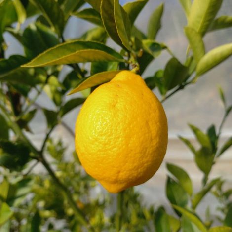 PIANTA DI LIMONE MEYER in fitocella - età 2-3 anni (foto reali)
