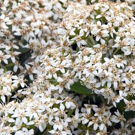 Marguerite en arbre - Olearia haastii - 30-40 cm pot (1/5)
