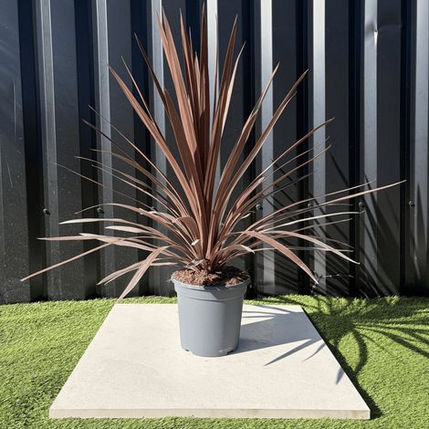 Cordyline Australis Red Star Hauteur 70 Cm Pot 3,5 Litres