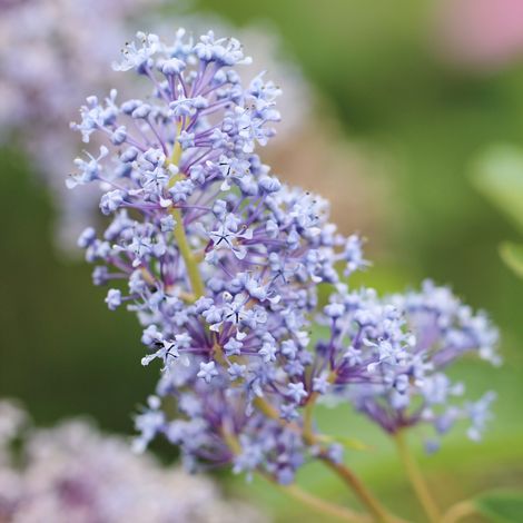 Céanothe thyrsiflorus skylark - Ceanothus thyrsiflorus skylark 30/35 cm Pot 3L (1/4)