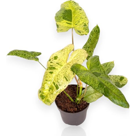 Gardenaria Philodendron paraiso Verde - Pianta da interno ornamentale - Altezza: 40 cm (vaso 12) (1/5)