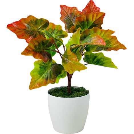 Pianta in vaso - Alocasia marrone-verde 37 cm (1/5)