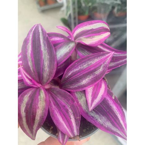 PIANTA TRADES.PINK PARADISE, VASO 14CM