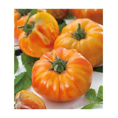 Tomate Ananas F1 – 25 semences – Variété tardive à gros fruits jaunes et orangés – Chair juteuse et sucrée – Fabre Graines
