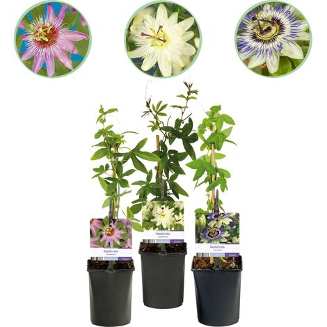 Fleur de Passion Passiflora Tricolour Lot de 3 Plantes Grimpantes Rose Blanc Violet H40 cm - PANGIVO (1/5)