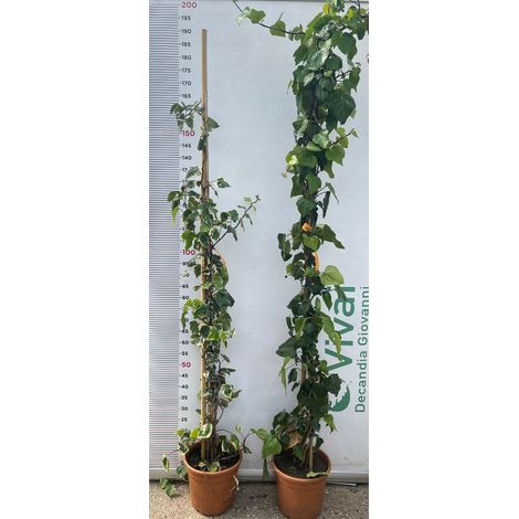 PIANTA DI EDERA VARIEGATA O VERDE  FOGLIA LARGA 150/200 cm (foto reale) VASO 22