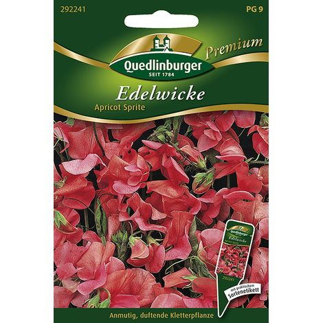 Quedlinburger Saatgut – Pois de senteur « Apricot Sprite » – Graines de fleurs, bicolore abricot et rose, 200 cm