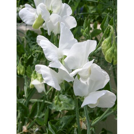 Pois vivace 'White Ensign' le sachet de 30 graines (3g) (1/2)