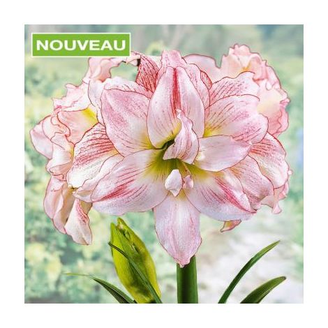 AMARYLLIS LADY JANE - LE BULBE