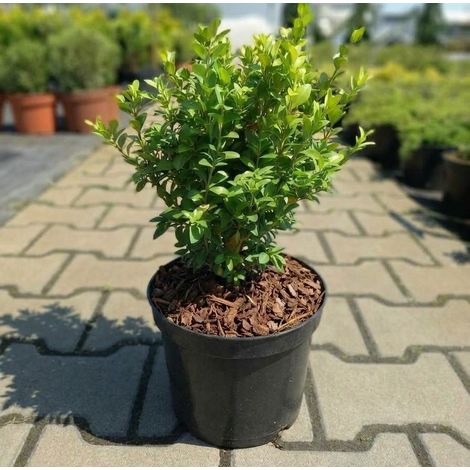 18 piante di Bosso "Buxus microphylla Faulkner" piante in vaso ø18 cm (1/5)