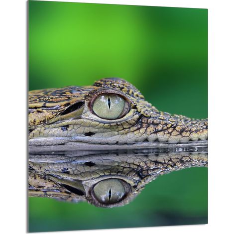 Glasschneidebrett 40x52 Krokodil (1/5)