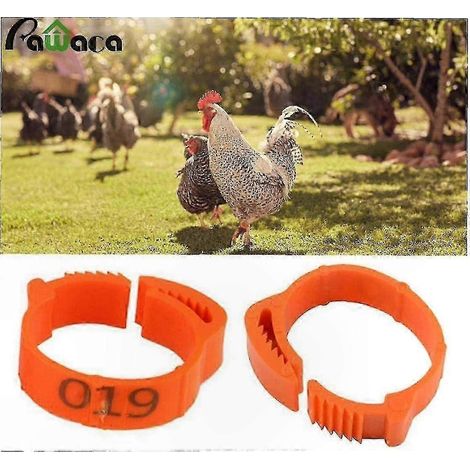 100 anneaux réglables pour pattes de poulet, pour le marquage et l'identification de la volaille, orange (1/5)