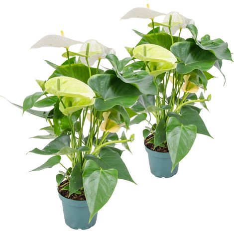 Bloomique - Lot de 2 - Anthurium - Plante flamant rose - Blanc - Plante d’intérieur - Dépolluante - 30-40 cm de haut - Pot 12 cm