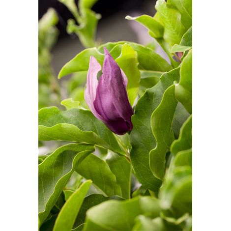 Magnolie 'Black Beauty'® Magnolia 'Black Beauty' 7L 60- 80