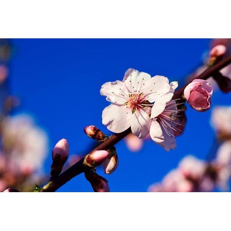 Prunus dulcis (Almond) 4 talee/cuttings rosa/pink