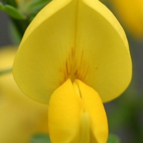 Genêt  - Cytisus 'Golden Sunlight'  - 40-60 cm pot
