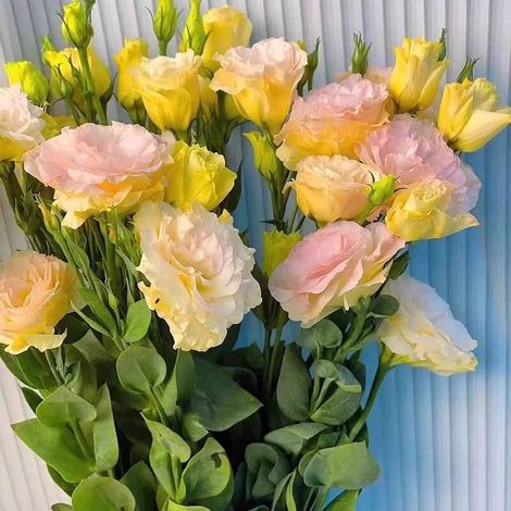 1000 Lisianthus Couleur Champagne Graines – Décoration Jardin Floraison Chic (1/4)