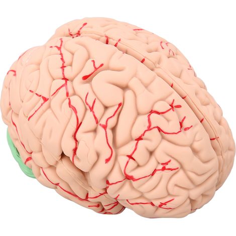 Modèle de Cerveau Anatomique Détachable 8 Pièces pour Étude Médicale et Éducation Scientifique