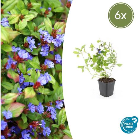 Lot de 6 Ceratostigma Plumbaginoides Plumbago Rampant Couvre-sol Fleurs Bleues Pot Ø9cm H10-25cm - PANGIVO (1/5)