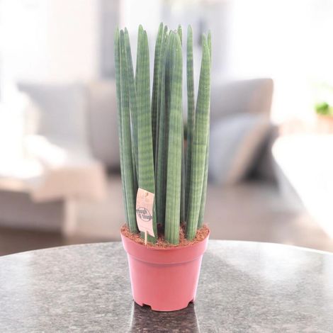 Gardenaria Sansevieria cylindrica 'Straight' - Pianta da interno ornamentale - Altezza: 60 cm (vaso 17)