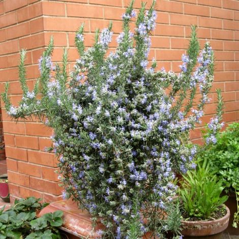 Pépinières Naudet – Romarin couvre-sol rampante – Fleurs bleu clair – Feuillage aromatique – Plante pour balcon et jardin méditerranéen (1/3)