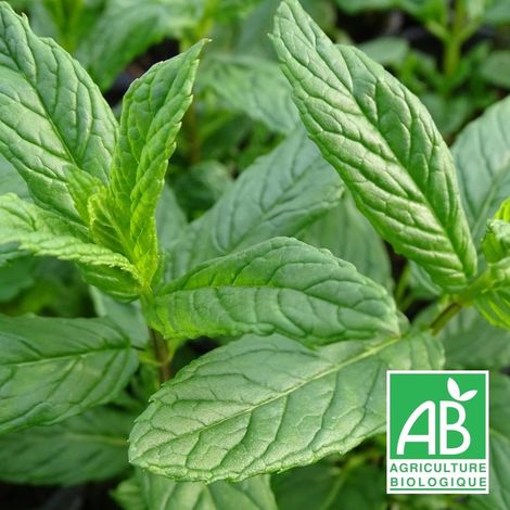 Menthe verte BIO/Godet