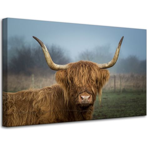 Lienzo impreso con la imagen de una vaca escocesa (80x50 cm). (1/4)