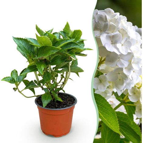 Hortensia Hydrangea macrophylla Blanc - Plante de Jardin Extérieur - Pot 12 cm - 20-30 cm - PANGIVO (1/5)