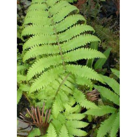 Matteuccia orientalis Godet de 8/9 cm (1/3)