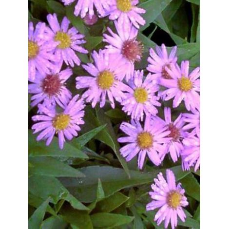 Aster nain 'Marjorie' Godet de 8/9 cm (1/2)