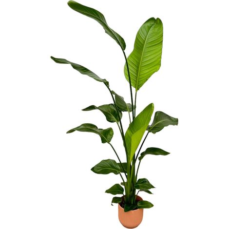 Strelitzia Nicolai Oiseau du Paradis Blanc avec Pot Fold Rose - 130 cm - Ø18 cm - PANGIVO