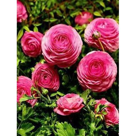 Renoncule des fleuristes -rose- Bulbe calibre 8+ (par 20)